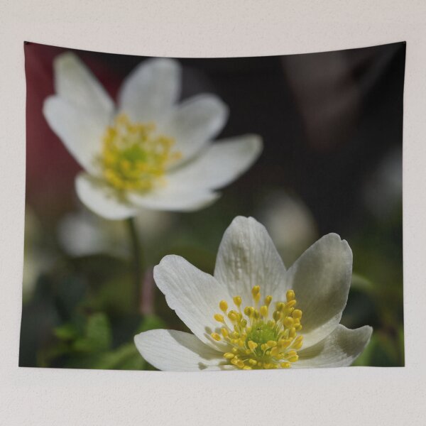 Item preview, Wood anemone duo 2 designed and sold by Jouko Lehto Photography.