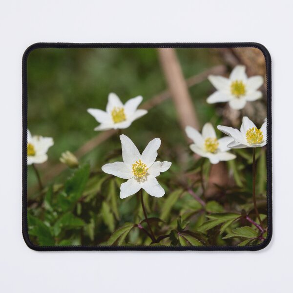 Item preview, Seven. Wood anemone designed and sold by Jouko Lehto Photography.
