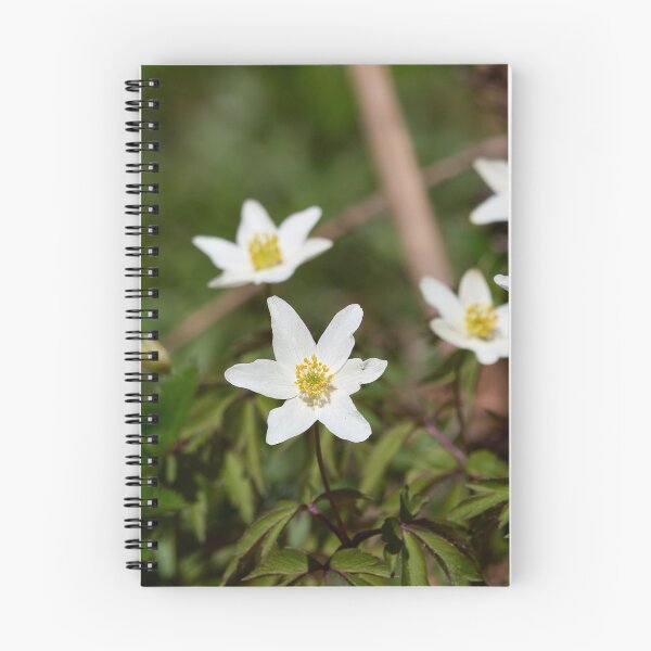 Item preview, Seven. Wood anemone designed and sold by Jouko Lehto Photography.