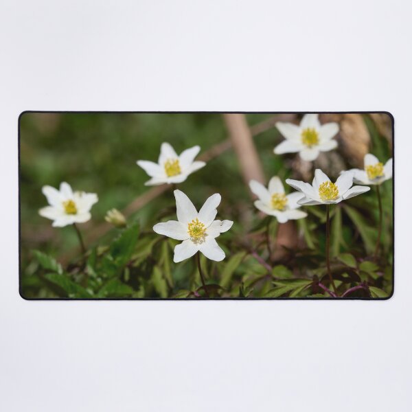 Item preview, Seven. Wood anemone designed and sold by Jouko Lehto Photography.