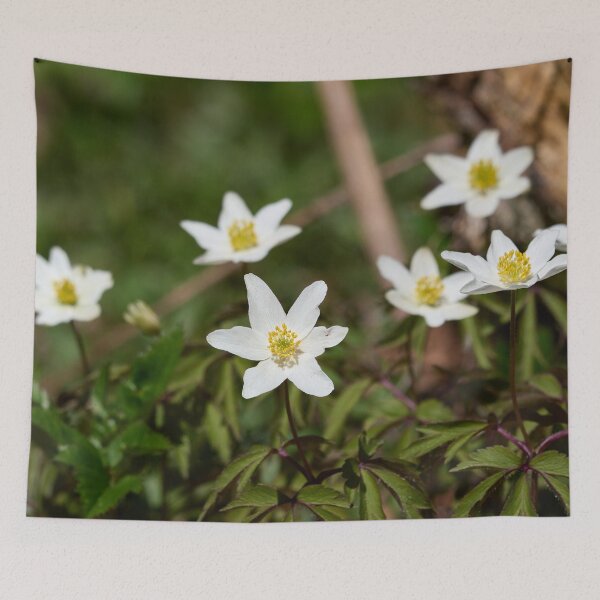 Item preview, Seven. Wood anemone designed and sold by Jouko Lehto Photography.