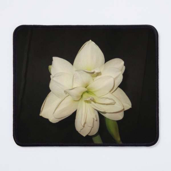 Item preview, White Double Amaryllis designed and sold by DesignsbyAunt.