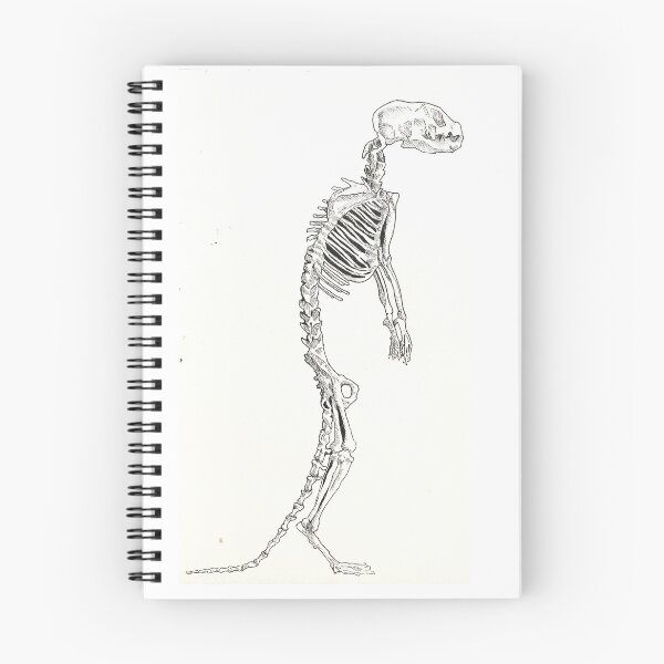 Item preview, Meerkat skeleton  designed and sold by chantalmclay.