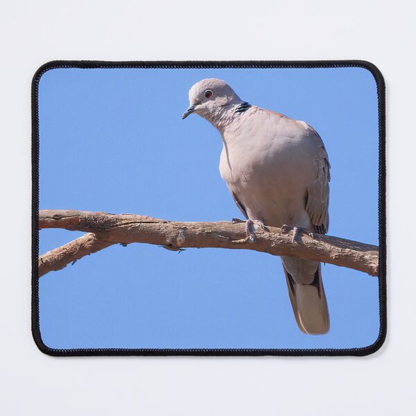 Item preview, Eurasian Collared-Dove  designed and sold by CarolM.