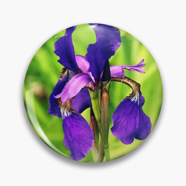 Item preview, Vibrant Siberian Iris designed and sold by Deb Oppermann.