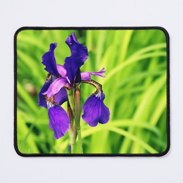 Item preview, Vibrant Siberian Iris designed and sold by Deb Oppermann.