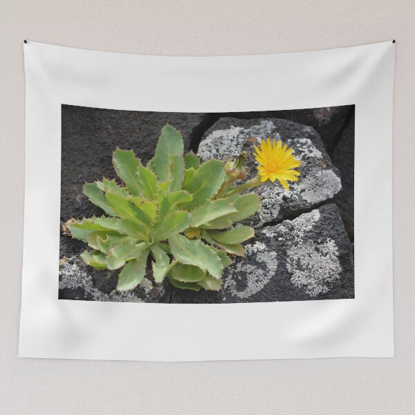 Item preview, Yellow flower on lava rocks designed and sold by Hilbert72.