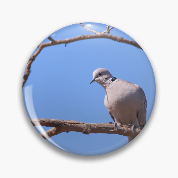 Item preview, Eurasian Collared-Dove  designed and sold by CarolM.