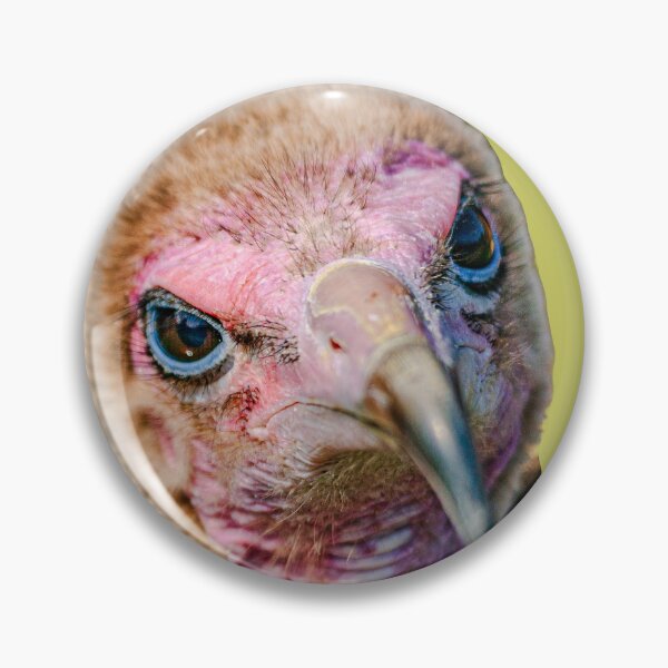 Item preview, Hooded Vulture with his eye on you keep moving! designed and sold by Dalyndigital Photography.