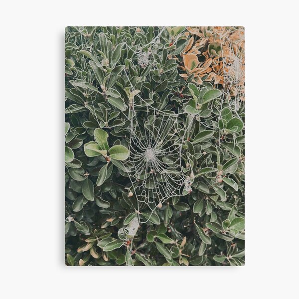 Item preview, Frosted spider web designed and sold by aaliyahdeacon.