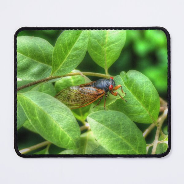 Item preview, Red Eyed Cicada designed and sold by Frankie Cat Photography.
