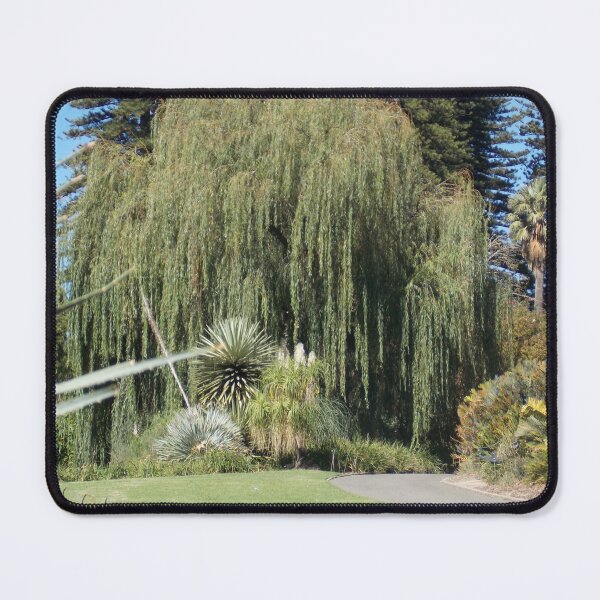 Item preview, Willow Tree Adelaide Botanic Gardens designed and sold by Naomi80.