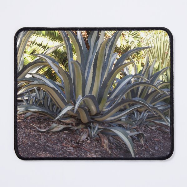 Item preview, Two toned cactus Adelaide Botanic Gardens designed and sold by Naomi80.