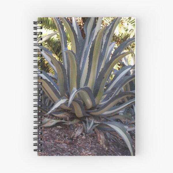 Item preview, Two toned cactus Adelaide Botanic Gardens  designed and sold by Naomi80.