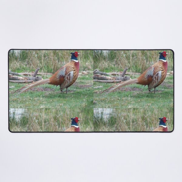 Item preview, Male Pheasant (Phasianidae) designed and sold by FastRapidash.