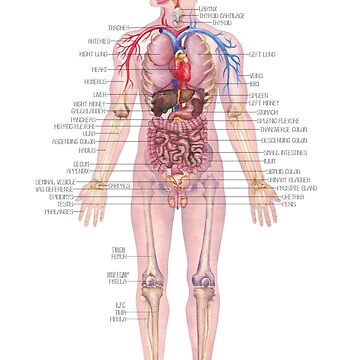 quot Watercolor male human body anatomy quot Sticker for Sale by Glazkova