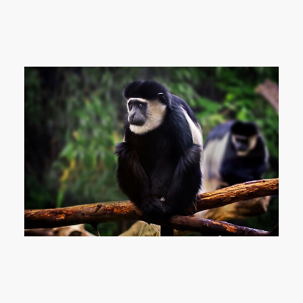 The Pair Photographic Print