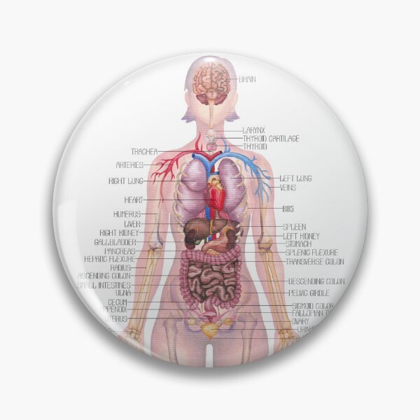 Item preview, Watercolor illustration of a female body anatomy  designed and sold by Ekaterina Glazkova.