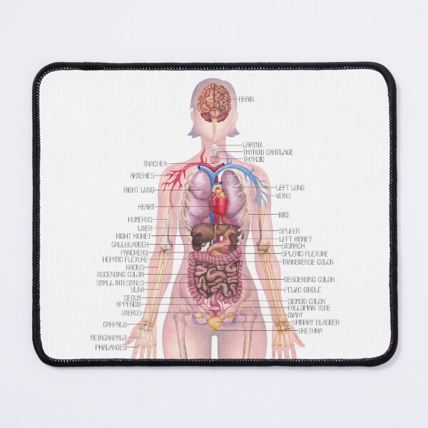 Item preview, Watercolor illustration of a female body anatomy designed and sold by Ekaterina Glazkova.