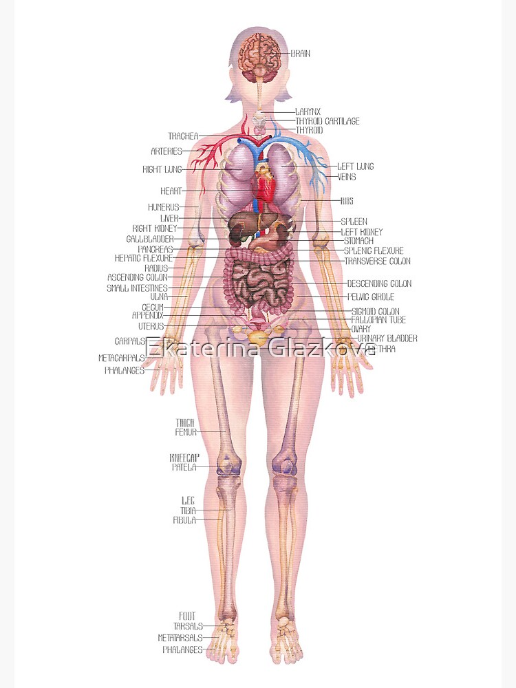 Watercolor illustration of a female body anatomy  Greeting Card