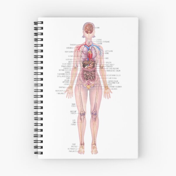 Item preview, Watercolor illustration of a female body anatomy  designed and sold by Ekaterina Glazkova.