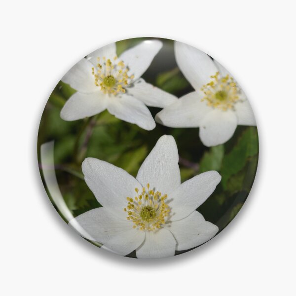 Item preview, Wood anemone trio designed and sold by Jouko Lehto Photography.