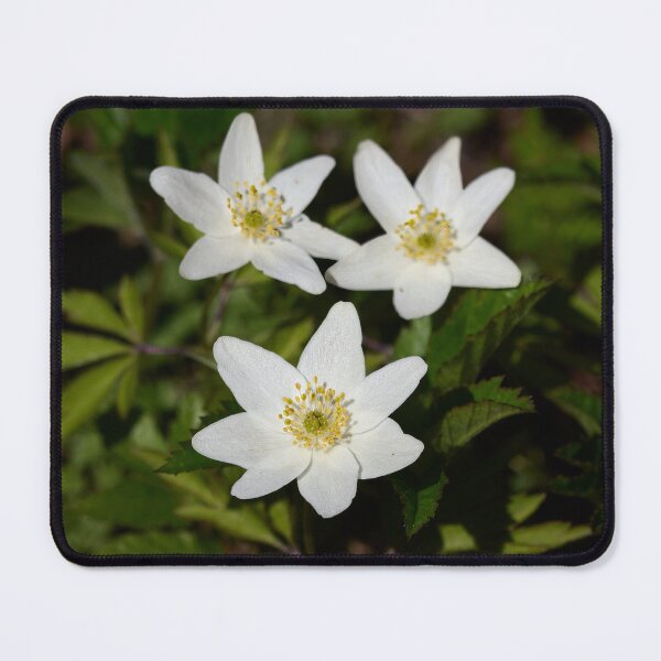Item preview, Wood anemone trio designed and sold by Jouko Lehto Photography.