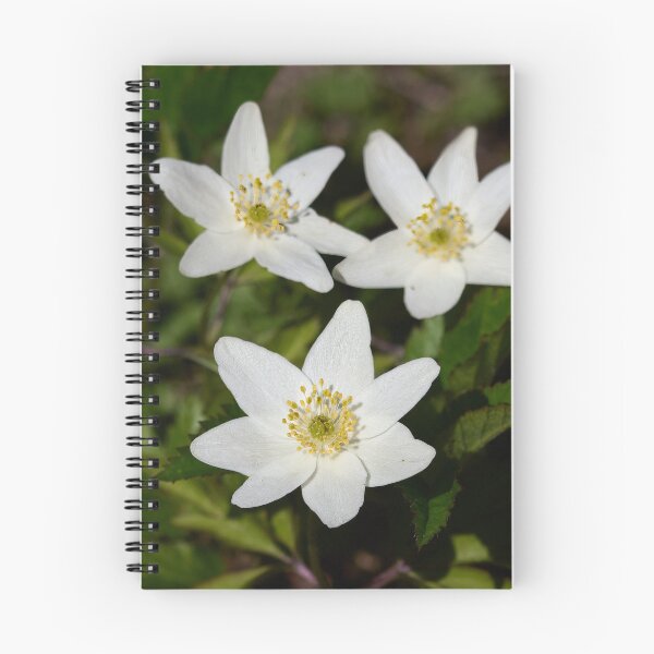 Item preview, Wood anemone trio designed and sold by Jouko Lehto Photography.