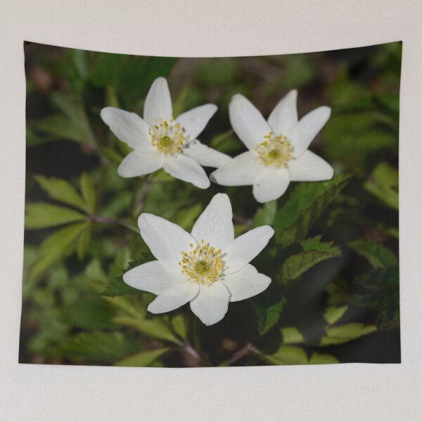 Item preview, Wood anemone trio designed and sold by Jouko Lehto Photography.