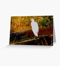 Cattle egret Greeting Card