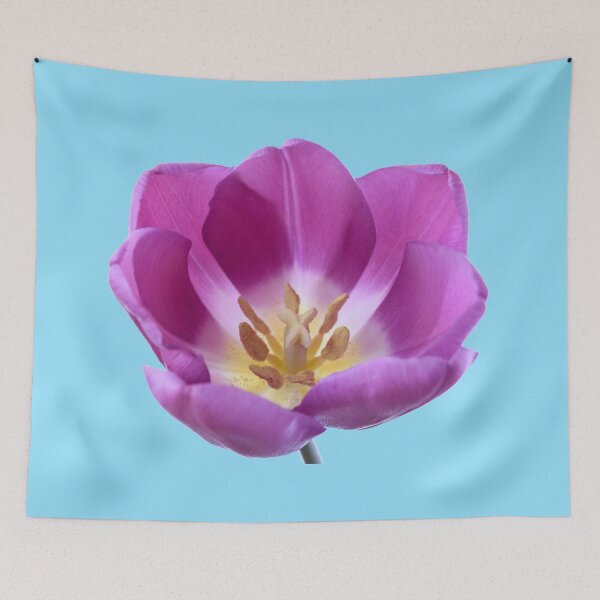 Item preview, Tulipa  'Purple Flag'    Triumph Tulip designed and sold by Chris Burrows.