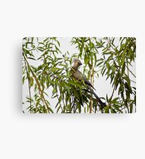 Grey Lourie Canvas Print