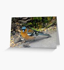 Chaffinch in woodland Greeting Card