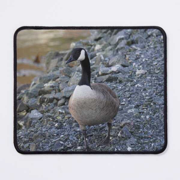 Item preview, Branta canadensis designed and sold by Norwegian Outdoors.