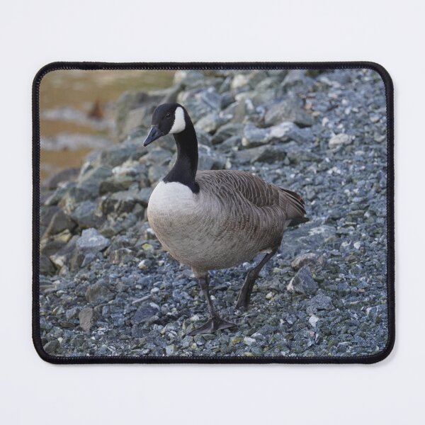 Item preview, Branta canadensis designed and sold by Norwegian Outdoors.