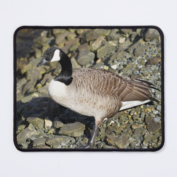Item preview, Branta canadensis designed and sold by Norwegian Outdoors.
