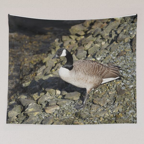 Item preview, Branta canadensis designed and sold by Norwegian Outdoors.