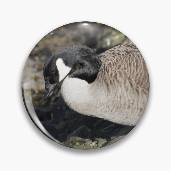 Item preview, Branta canadensis designed and sold by Norwegian Outdoors.