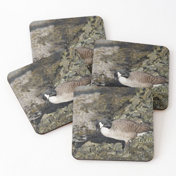 Item preview, Branta canadensis designed and sold by Norwegian Outdoors.