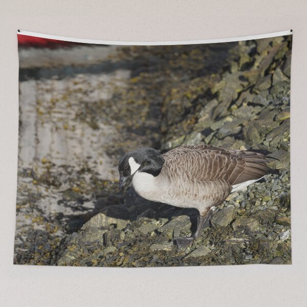 Item preview, Branta canadensis designed and sold by Norwegian Outdoors.