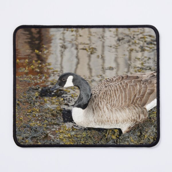 Item preview, Branta canadensis designed and sold by Norwegian Outdoors.