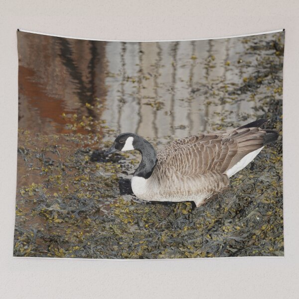 Item preview, Branta canadensis designed and sold by Norwegian Outdoors.