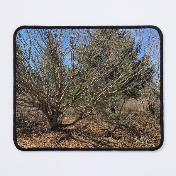 Item preview, Bare Tree designed and sold by TabethaMorgan.