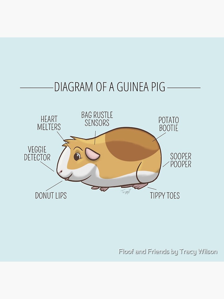 guinea pig bag
