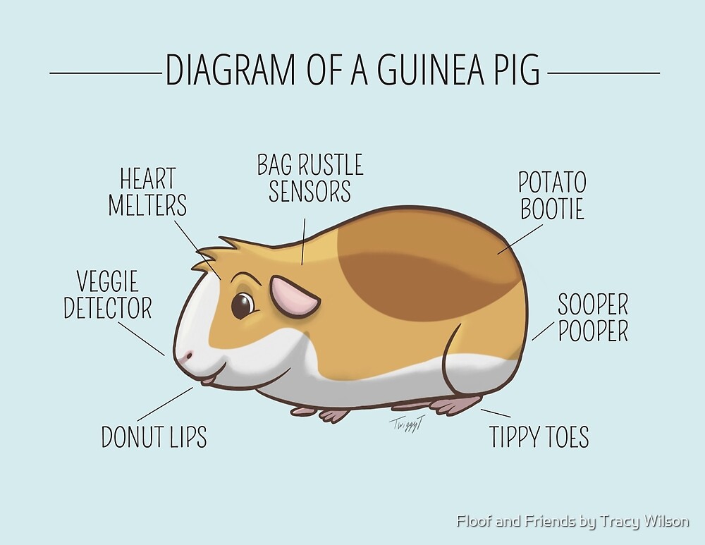 Какой диапазон тела характерен для морской свинки. Инфографика морских свинок. Анатомия морской свинки. Guinea Pig карточка. Морская Свинка на английском языке.