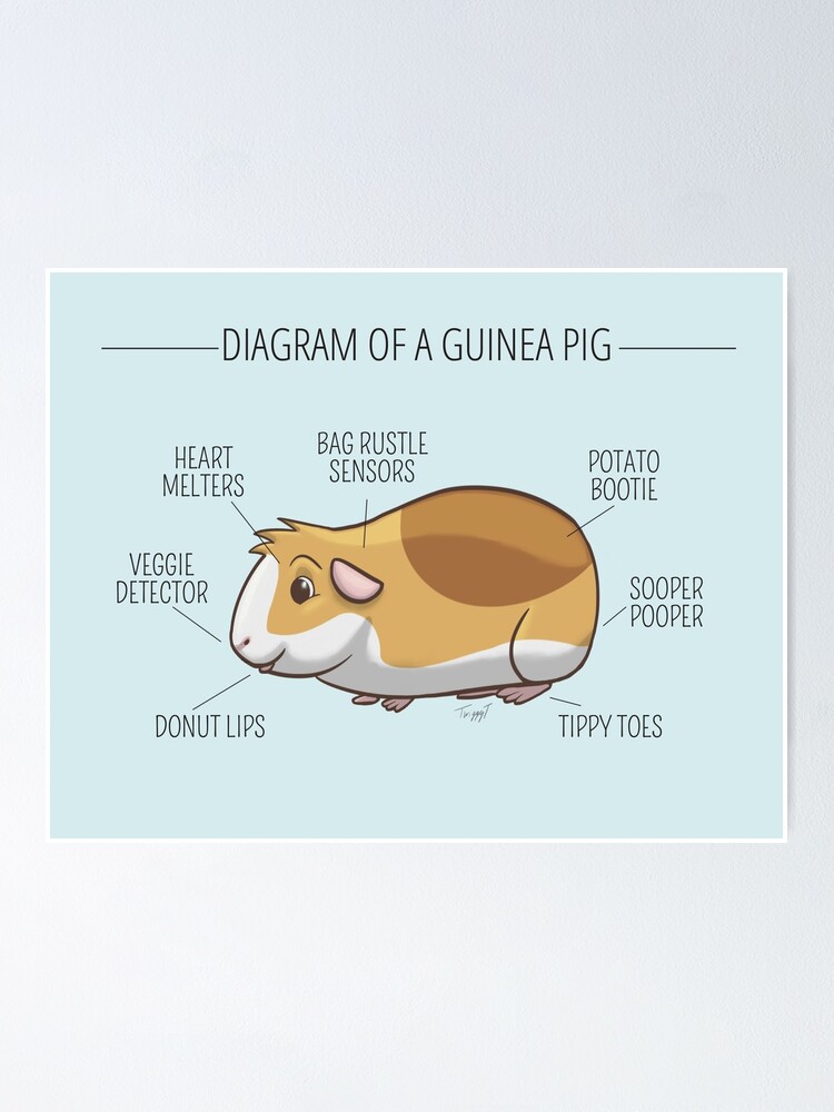 guinea pig wall stickers