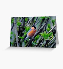 Bullfinch in breeding trim Greeting Card