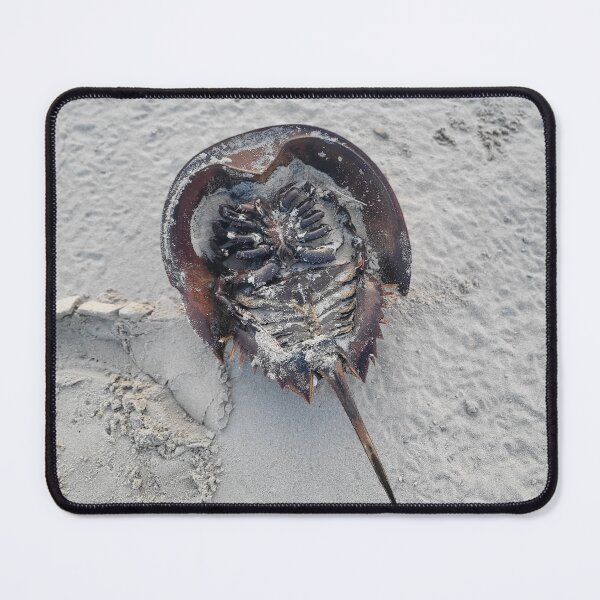 Item preview, horseshoe crab designed and sold by gratogratto.