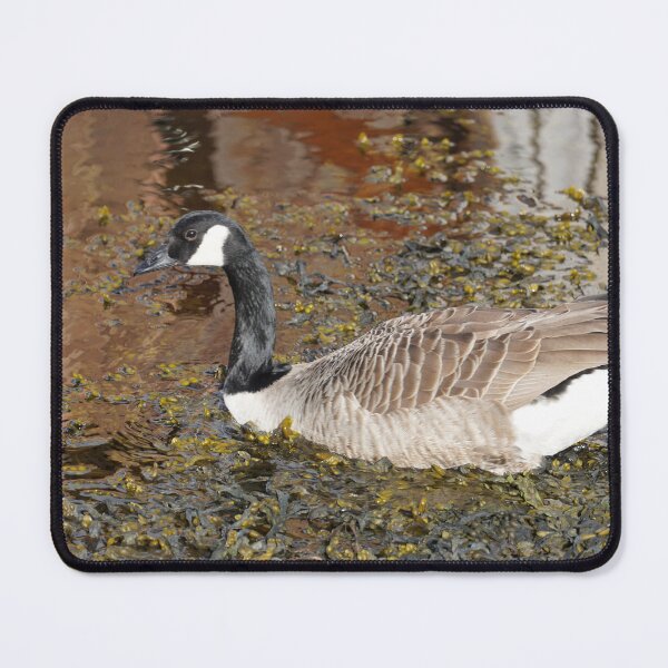 Item preview, Branta canadensis designed and sold by Norwegian Outdoors.