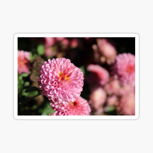 Item preview, Pink Zinnia Flower designed and sold by AylinCM.